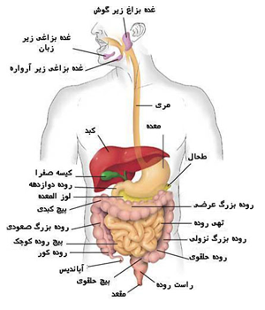 دکتر گوارش